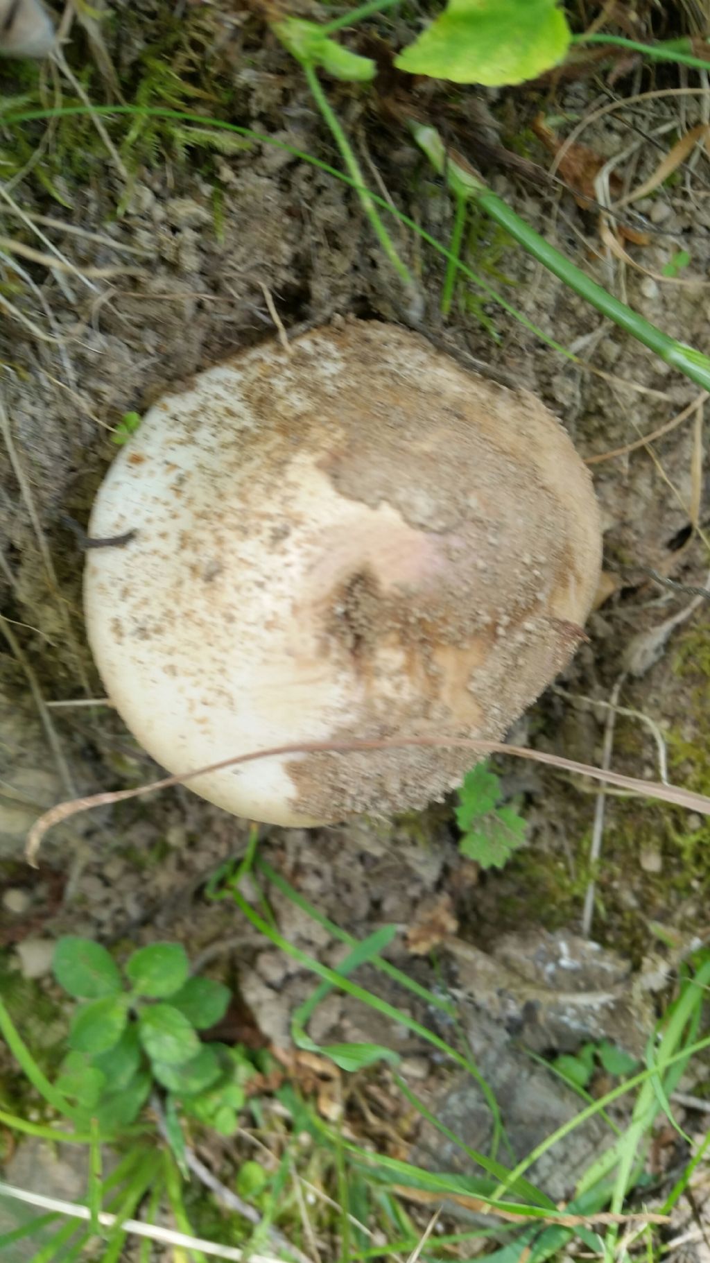 Che fungo � 3?